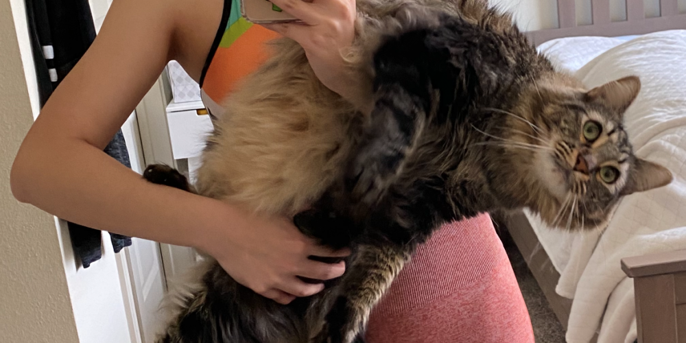 My Nguyen cat